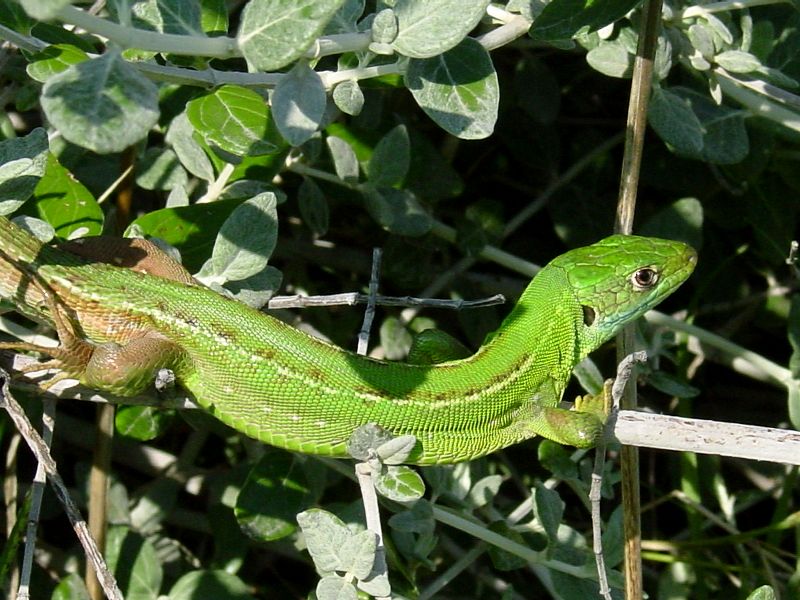 Lacerta bilineata: si gioca a nascondino con un ramarro